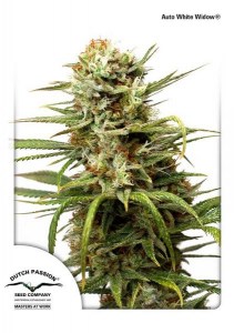 Семена Dutch Passion Auto White Widow autofem 100 шт.