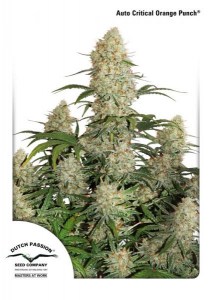 Семена Dutch Passion Auto Critical Orange Punch autofem 100 шт.