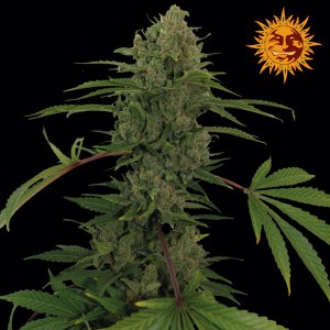 Семена Barneys farm Critical Kush Auto autofeminized