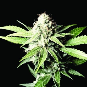 Семена Dutch Bulk Auto Great white shark autofem 20 шт.