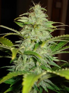 Семена Dutch Bulk Auto Hindu Kush autofeminized 20 шт.