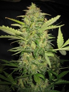 Семена Dutch Bulk Auto Lemon skunk autofem 20 шт.