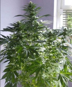 Семена Dutch Bulk Cheese feminized 20 шт.