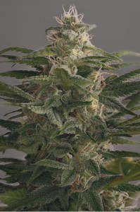 семена 'OG Kush' feminized
