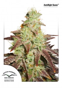 Семена Dutch Passion Auto Night Queen autofem