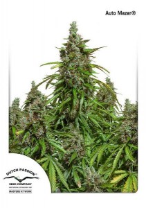 Семена Dutch Passion Auto Mazar autofem 100 шт.