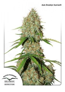 Семена Dutch Passion Auto Brooklyn Sunrise autofem