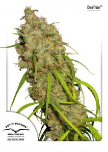 Семена Dutch Passion Desfrán feminized