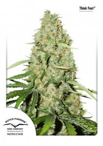Семена Dutch Passion Think Fast feminized 5 шт.