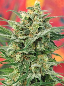 Семена Mandala seeds 8 Miles High regular