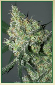 Семена Serious seeds Auto White Russian