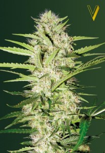 Семена Victory seeds Auto Cheese autofem 10 шт.