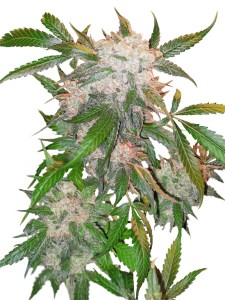 Семена Dutch Passion White Widow feminized 3 шт.