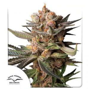 auto_frozen_biscotti