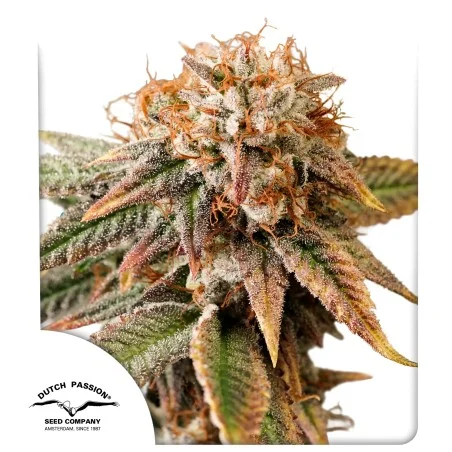 auto_kingston_punch3