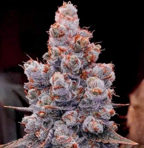 banana_jealousy_auto_rf31