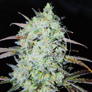 bay_haze_fem