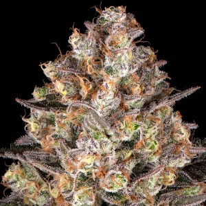 bf_hindu_kush_fem