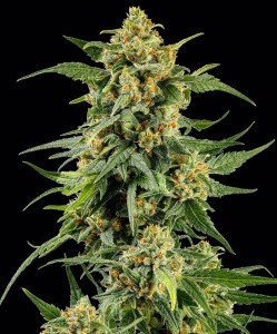 bf_skunk_1_fem