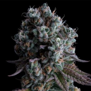 black_sugar_2_fem