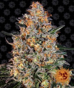 bubba_kush_fem