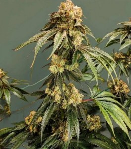 dirty_banana_gen1_fem