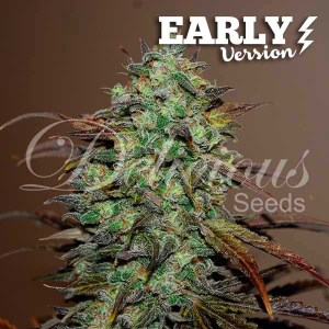 eleven_roses_early_version