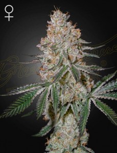 highcloudz_fem