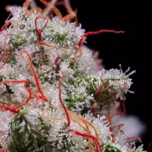 peach_crescendo_auto_rf3