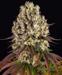 sour_diesel_fem