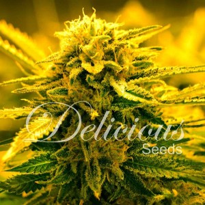 sugar_black_rose_auto