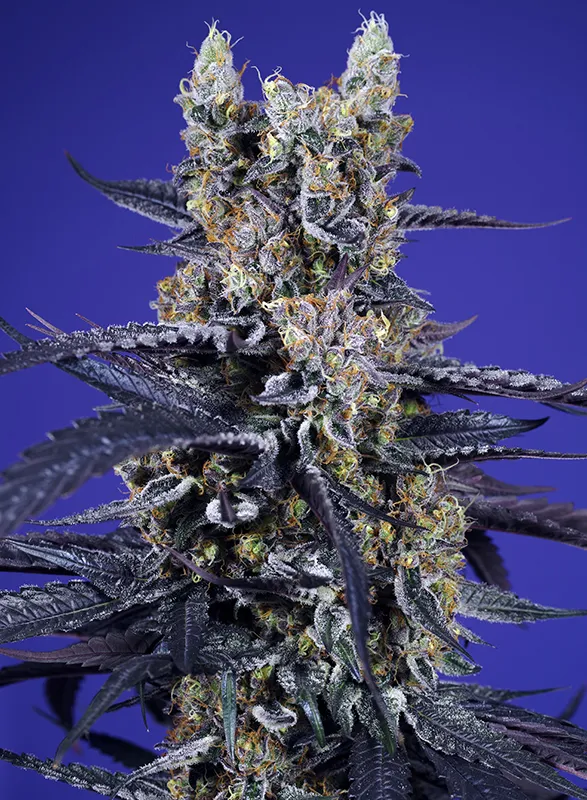 super-boof-xl-auto6