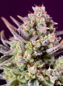 sweet_zenzation_xl_auto
